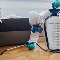 Bedbug Treatment and Removal Services