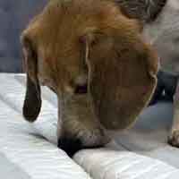 k-9 Bedbug Detection